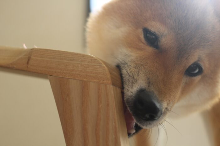 郡山リペア小町　建具ペットキズイメージ写真