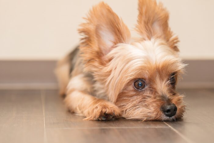 郡山リペア小町　リペアの安心イメージ写真